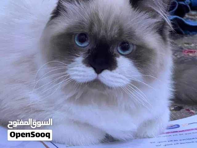 قطط هملايه لبيع