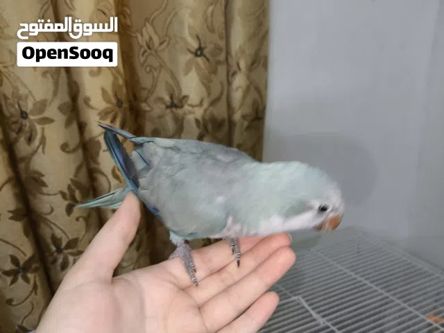 ببغاء كويكر الراهب للبيع أنثى كويكر لون أزرق، بالغة، صحتها جيدة، تصعد على اليد وغير شرسة. السعر: 150