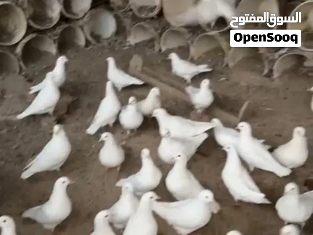 للبيع حمام لاحم