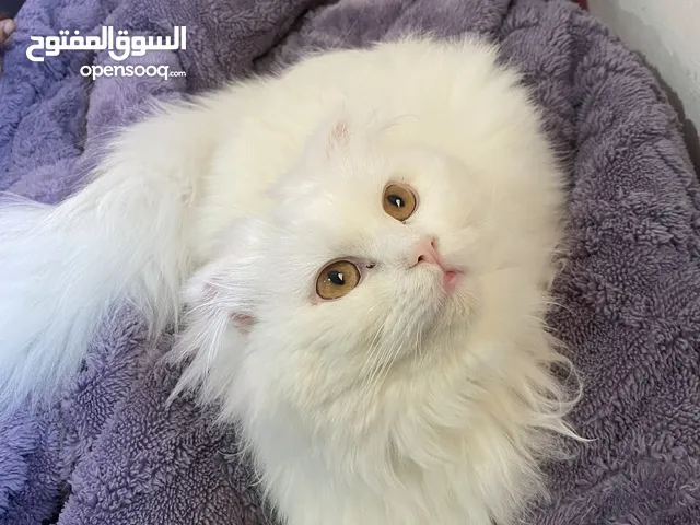 قطه للتبني شيرازي لي فطره محدده  اي سوال على الخاص