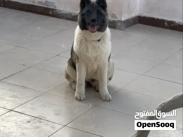 كلبة امريكن اكيتا عمره 8شهور