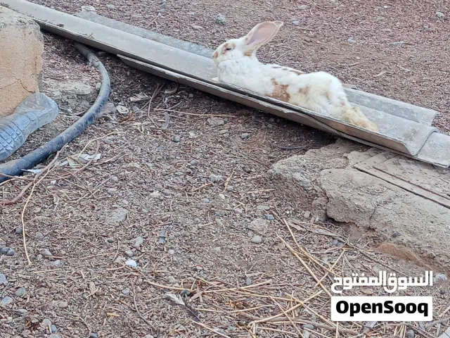 ارنب ذكر هولندي