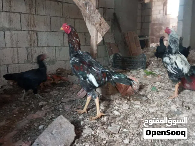 موجود بيض باكستاني اربد بشرى