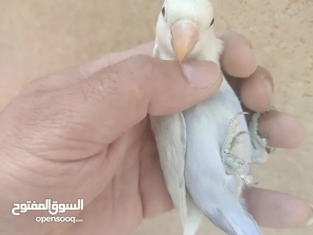 حبة فيشر عمرها 4شهور لون مميز