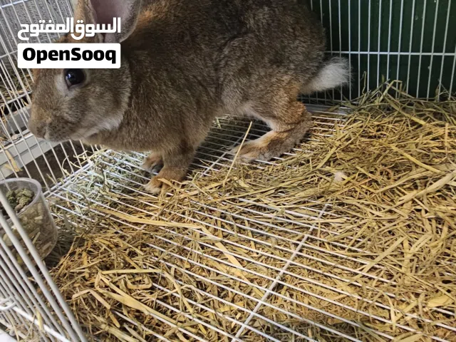 ارانب ذكور جاهزين