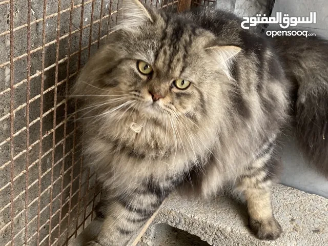 قط ستتساتستستتستستستساساساساساسااساساساساساس
