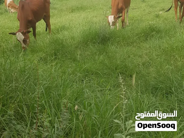 للبيع ابقار وسمن وعجول