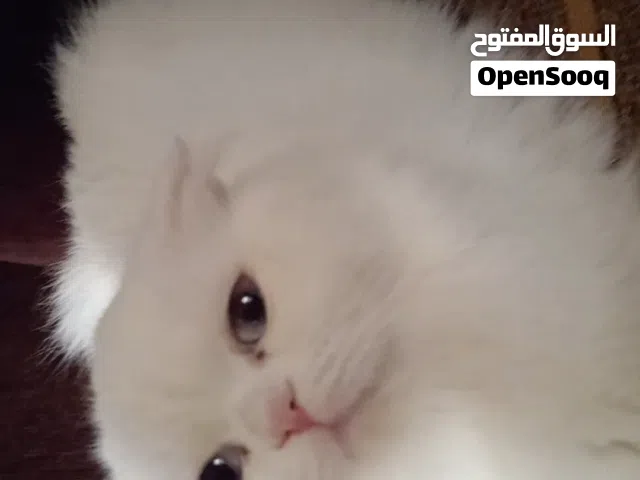سكوتش فولد عمر 2