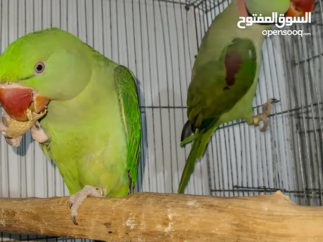 قص دره امريكى متكلمين تكلمهم يردوا عليك علطول