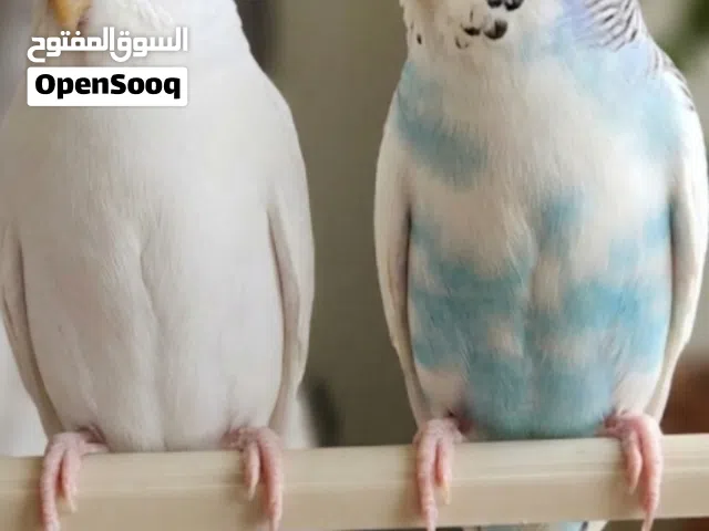 عصافير استرالي للبيع