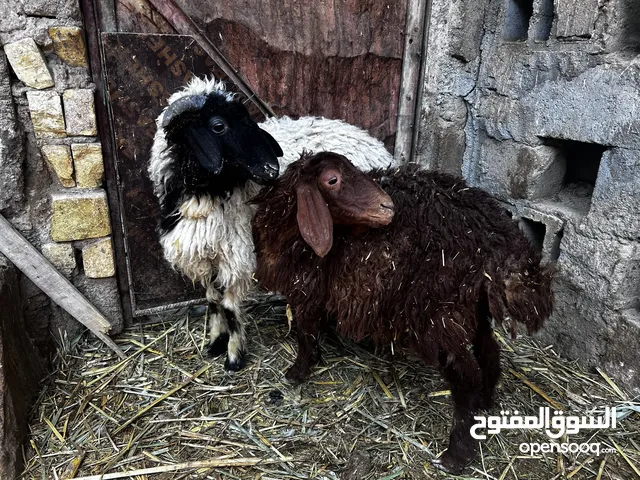 نثيه وفحل. للبيع مكان بصره بل هارثه