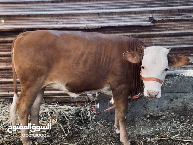 هايشه حامل عليها شهرين وراها بجر حيوانه حلوه تخبل سمان