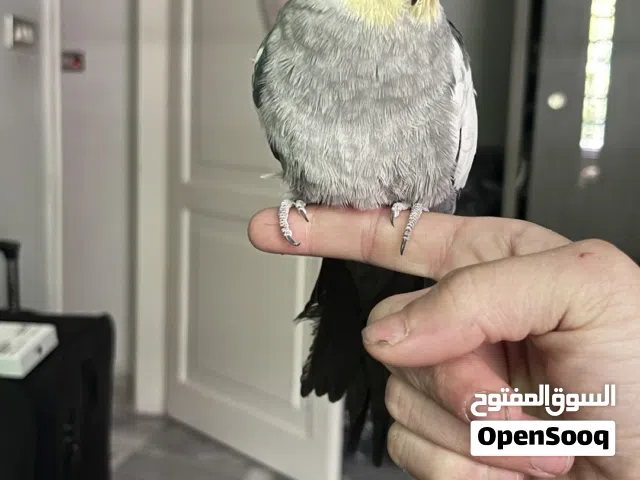 طائر كوكتيل اليف وصحة ممتازه