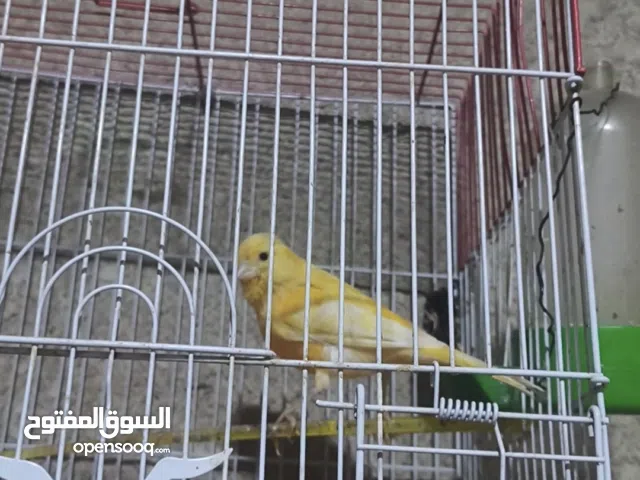 كناري للبيع او مراوس بكناري لو بلبل