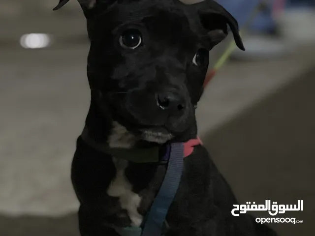 جرو بيبتبول انثى للبيع بسعر حرق