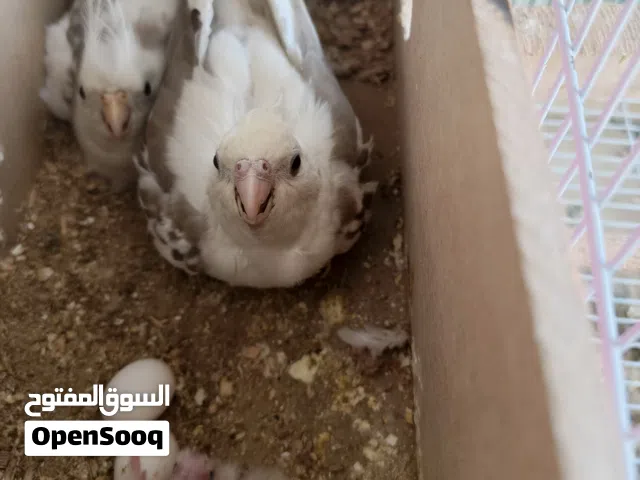 مجموعه طيور براكيت روزيلا درة كوكتيل
