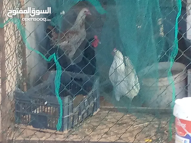 دجاج عربي يدحي