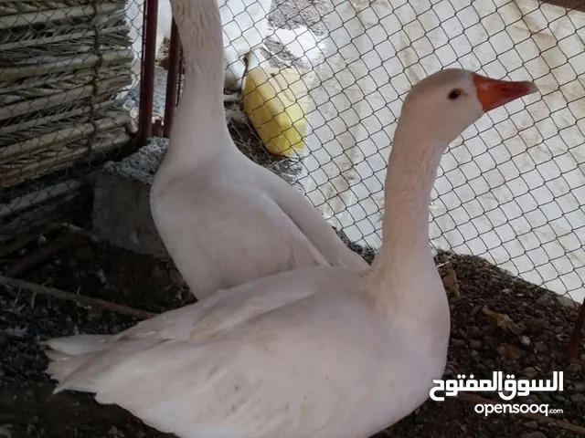 وز محلي ابيض