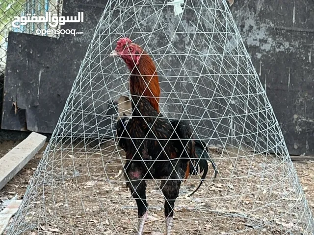 ديك باكستاني