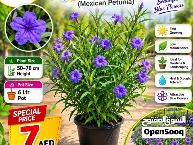 Ruellia Blue (Mexican Petunia) – Stunning Blue Blooms for Every Garden