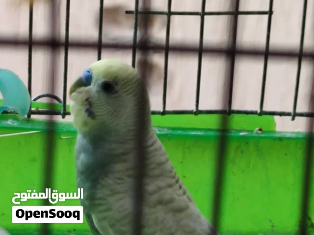 كوبيه بقلينو ريش للبيع او تبديل سعر حرق