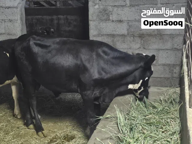 عجل ظفاري للبيع