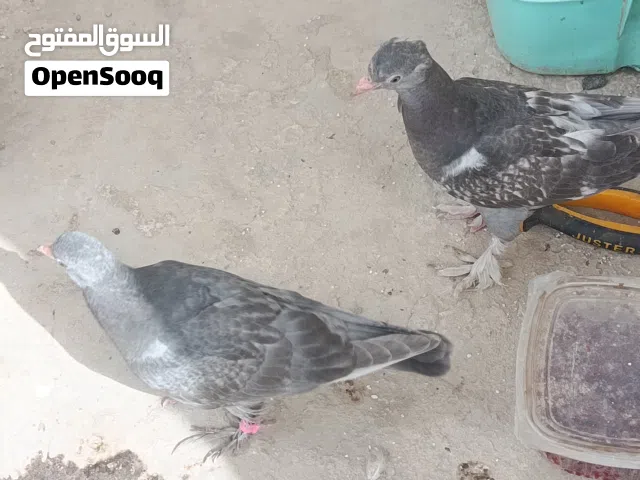 حمام للبيع اقره الوصف