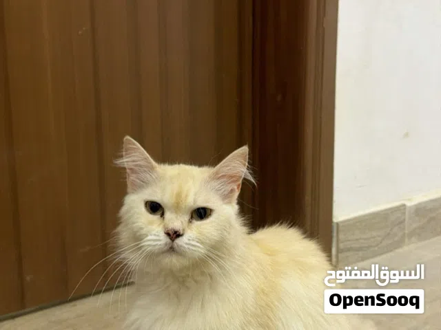 قط شيرازي للبيع