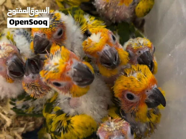 فروخ صن كنيور وكنيور انتاج محلي