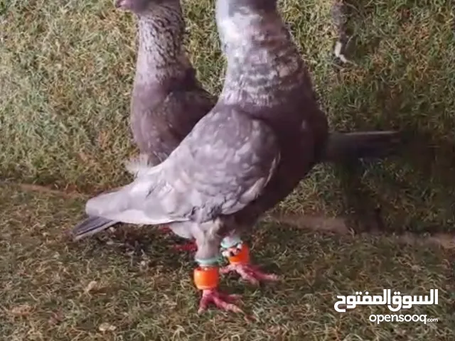 3 جواز شغالات بسعر طري للستفسار