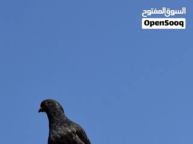 حمام مدينه الزوج با 8 ريال