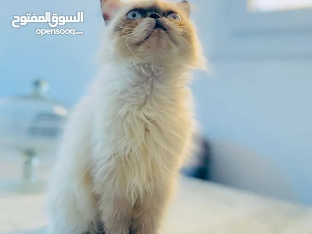 انثى هملايا شوكلت درجه أوله واخده جميع تطعيمات اقراء وصف