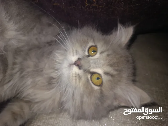 قط شيرازي سكوتش صغير لطيف يحب الاطفال.