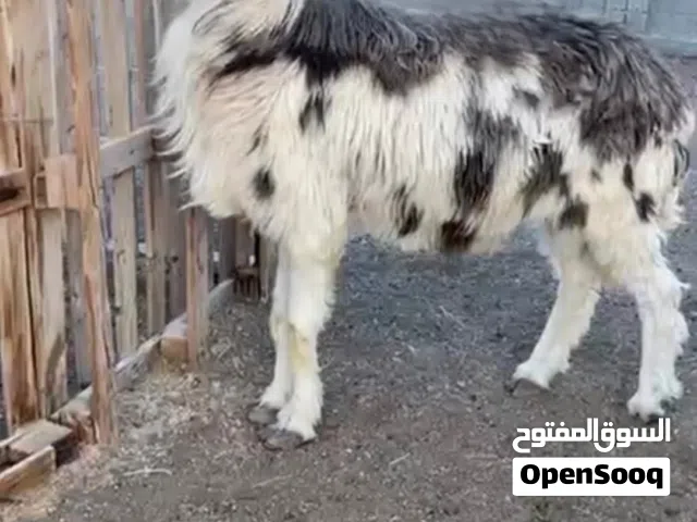 كبش نجدي اصل بيور