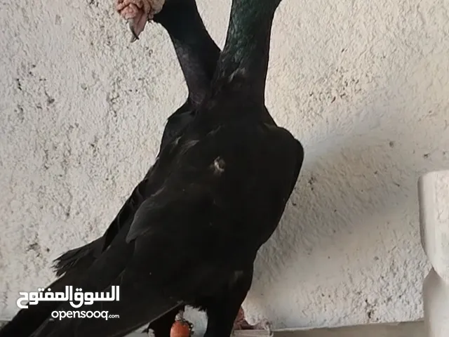 متاح جوز تحتهم بيض