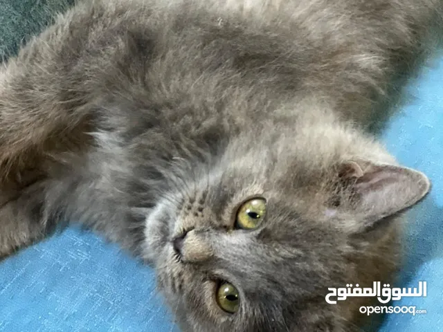 بزونه للبيع
