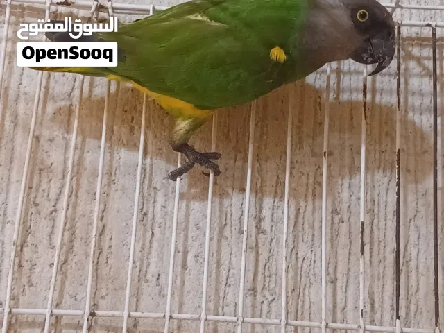 ببغاء سنغالي