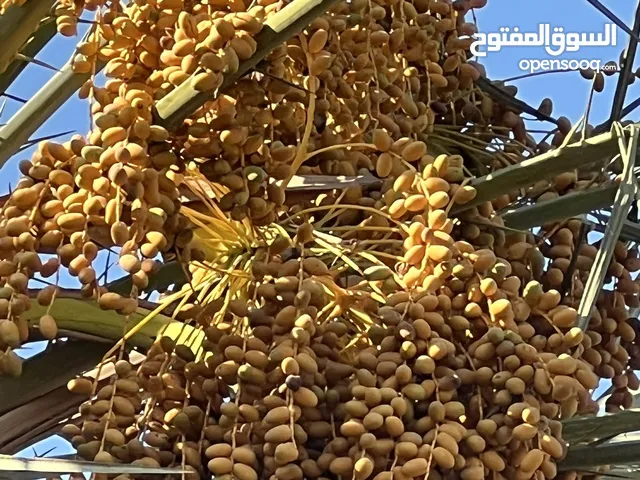 عندي حلوي للبيع