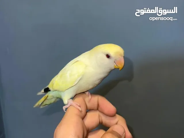ببغاء روز عين حمرة حجم جامبو عجين بالايد