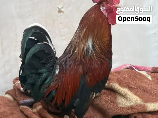 ديج شمسي للبيع