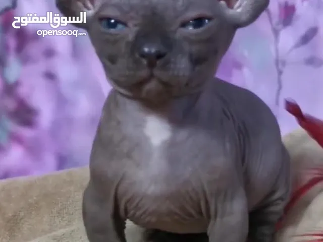 Dwelf Sphinx Kitten