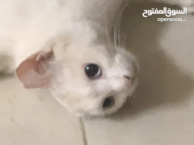 قطه نادره - العين
