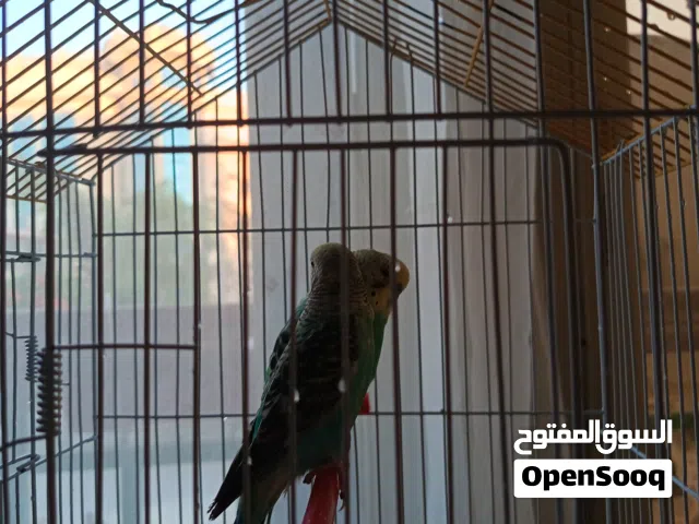 عصفورين بادجي مع القفص السعر قابل للتفاوض