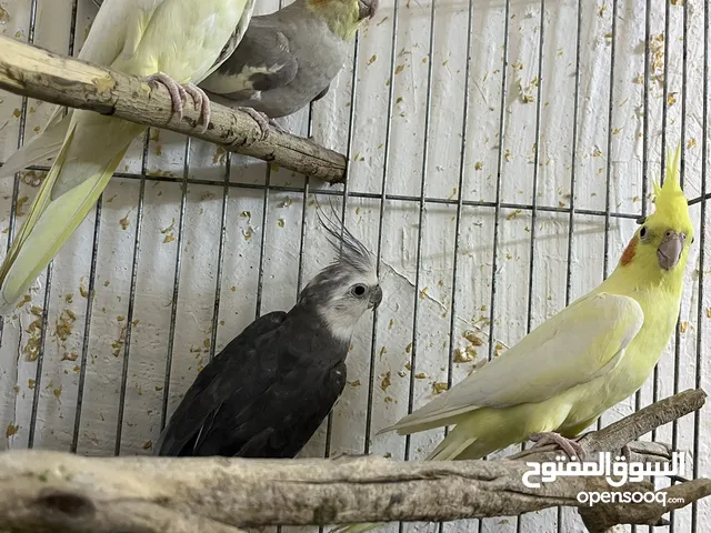 عصفير كوكتيل