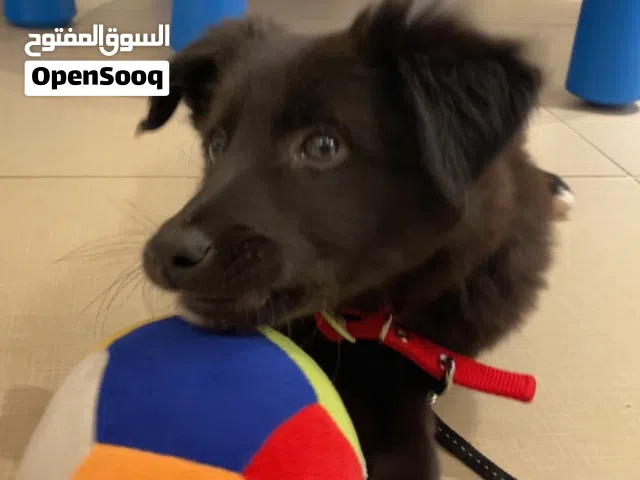 border collie female for sale  shes 11 weeks old born on october 16  2025