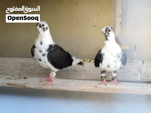 جوز بقدونسي 15 دينار