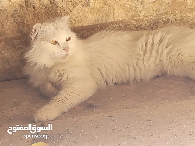 قطط ام وابنها بيور