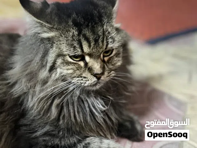 قطة منزل للبيع /