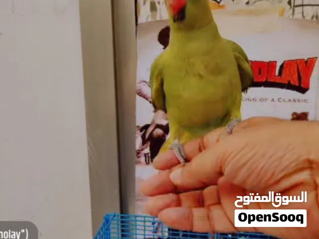 ببغاء ميتو درة أنثى أليفه