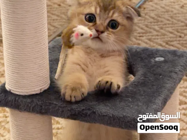 Scottish fold for sale للبيع